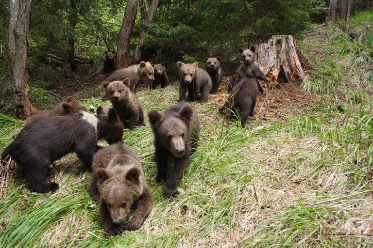 AFP: În România, ţara urşilor, conviețuirea devine dificilă
