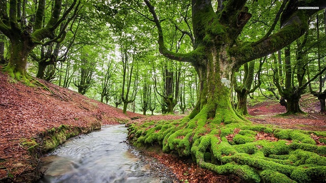 6 dintre cele mai bătrâne păduri din lume