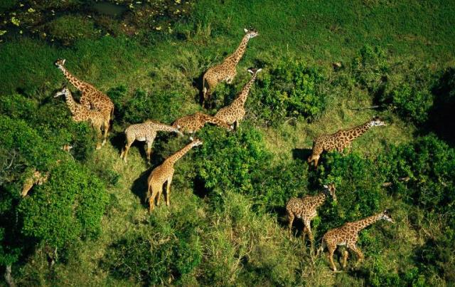 girafe animale pe cale de disparitie extincție
