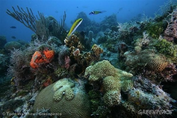 Oceanele lumii au pierdut mai mult de 2% din oxigen în ultimii 50 de ani din cauza încălzirii globale