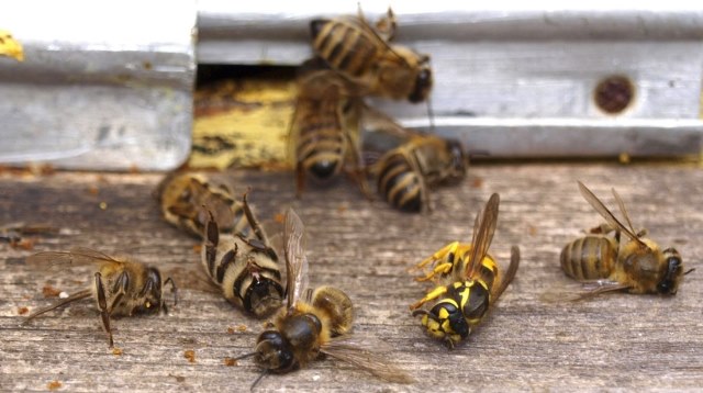 Europa se pregătește să interzică pesticidele care omoară albine