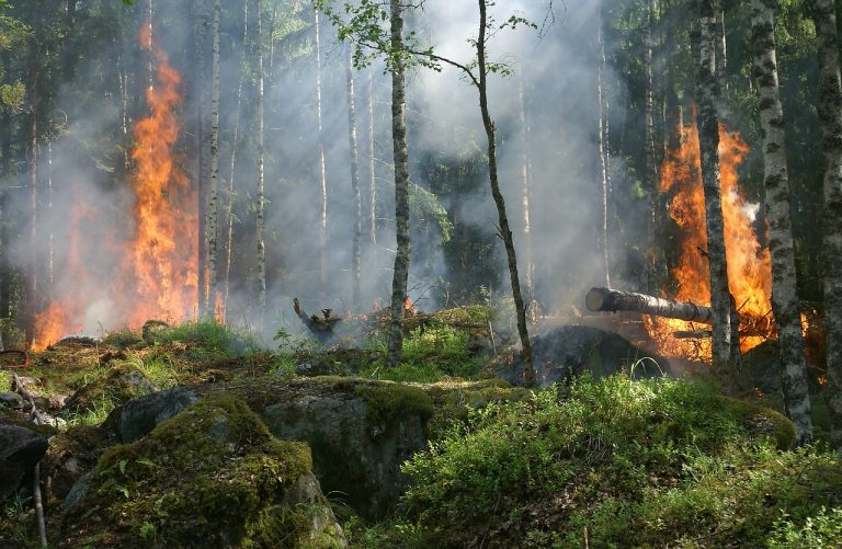 Romsilva: Incendiile de pădure, în creștere