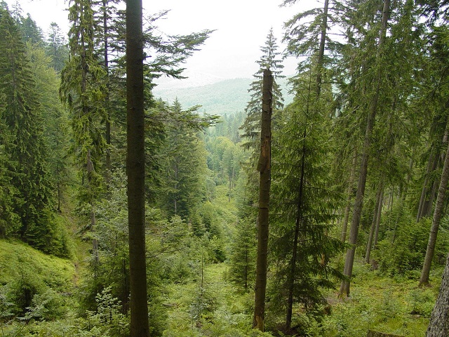 Romsilva nu mai este obligată să păzească pădurile retrocedate