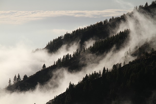 Pădurile Cozia și Lotrișor, propuse ca situri naturale UNESCO