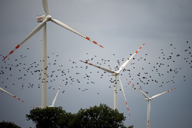 Energia eoliană vs. păsări migratoare. Care este impactul și ce soluții există