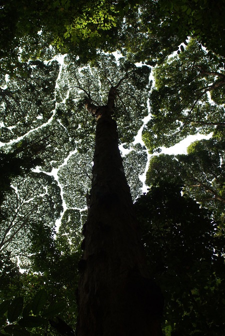 FOTO „Coroana timidă”, fenomenul prin care copacii nu își ating reciproc coroanele