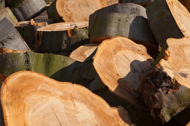 Cât lemn s-a tăiat ilegal din pădurile administrate de Romsilva