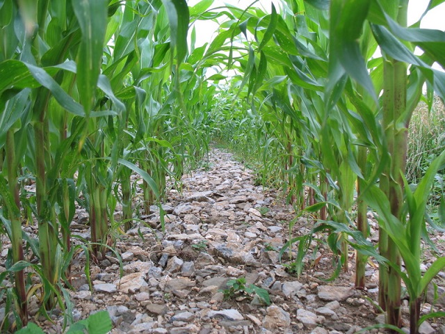 FAO: Agricultura are un rol important în reducerea emisiilor de gaze cu efect de seră