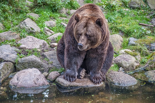 WWF: Împușcarea urșilor este total lipsit de transparență