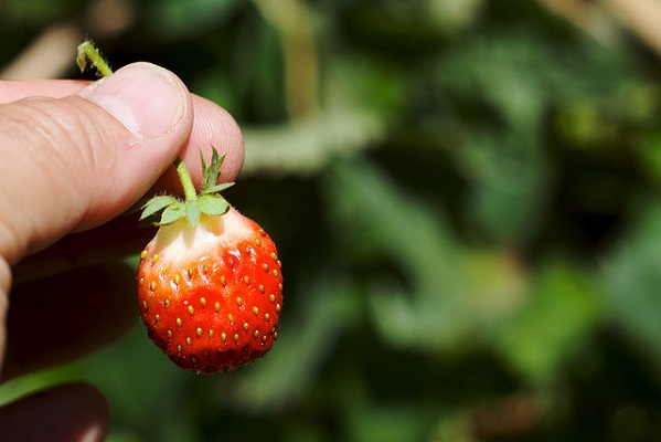 Studiu Harvard: Fructele cu pesticide afectează fertilitatea femeilor