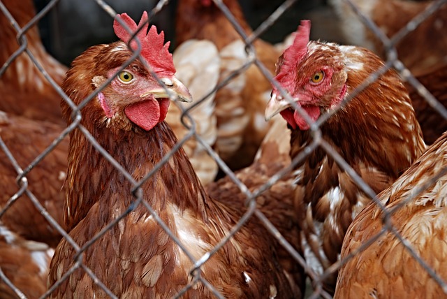 Carrefour nu va mai comercializa ouă care provin de la găini crescute în cuști