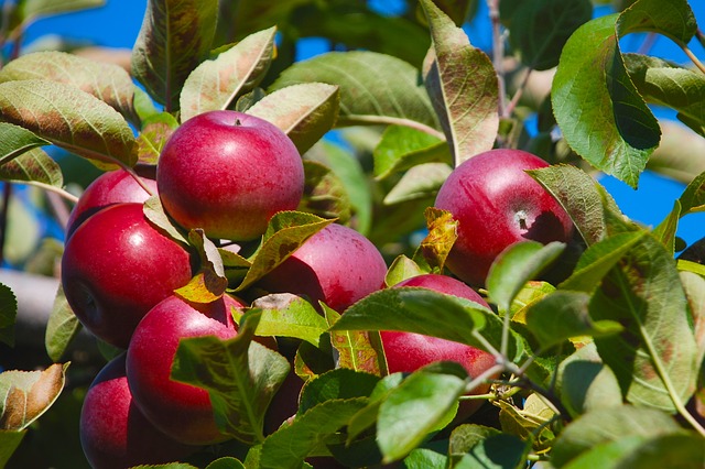 Bicarbonatul de sodiu, cel mai eficient la înlăturarea pesticidelor din mere