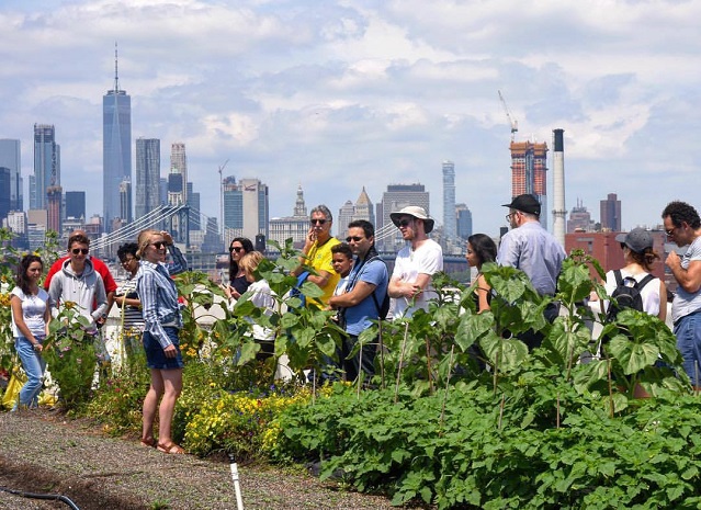 Brooklyn Grange, una dintre cele mai mari grădini de pe acoperișul clădirilor din lume