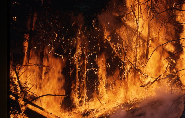 Numărul incendiilor din pădurile Romsilva a crescut cu 140%, în primele 9 luni
