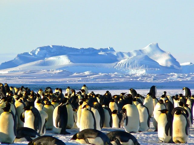 Greenpeace: Cea mai mare rezervatie naturala din lume, propusa in Antarctica
