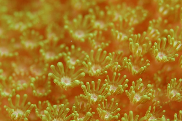 recife de corali schimbari climatice