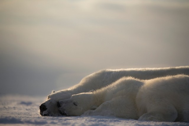 Mai puțini urși polari se vor aventura în acest an în satele rusești