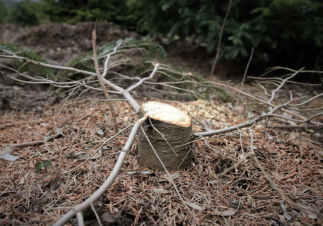 Cât lemn s-a tăiat ilegal din pădurile Romsilva anul trecut
