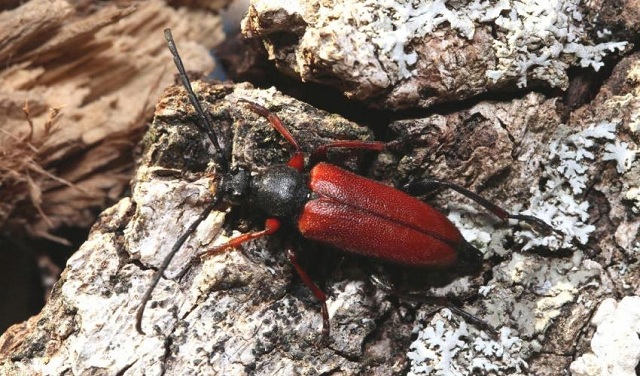 IUCN: o cincime din gândacii de lemn din Europa, în pericol de dispariție