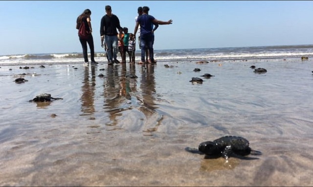 VIDEO Pui de broască țestoasă apar pe o plajă din Mumbai după 20 de ani datorită colectării deșeurilor
