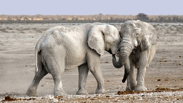 elefanti interdictie fildes