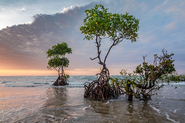 mangrove florida