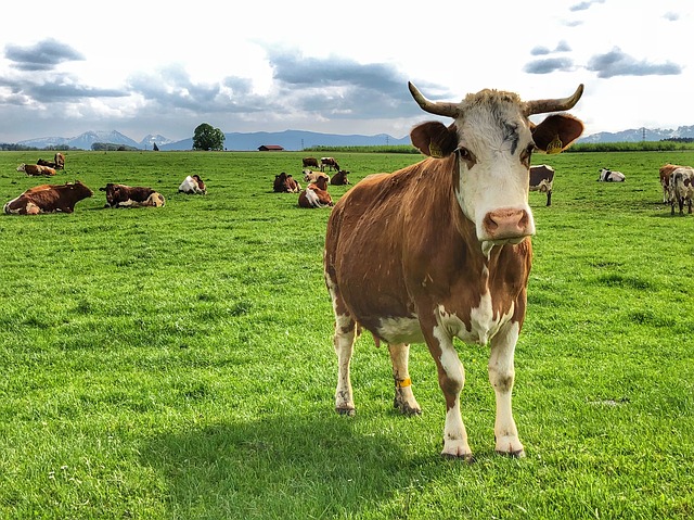 Studiu: vaca ar putea rămâne cel mai mare mamifer terestru din lume în câteva secole