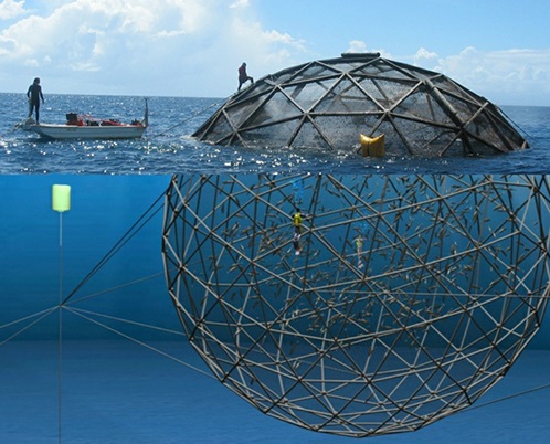 VIDEO Aquapods, structuri metalice în care 70.000 de pești pot crește la adâncimi mari în apă