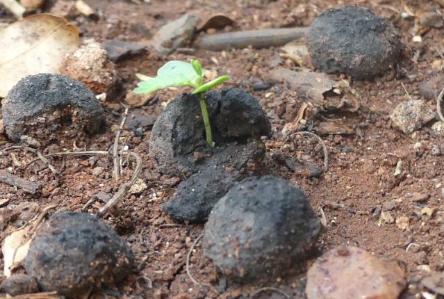 Seedballs, biluțe cu semințe care pot supraviețui pe terenuri aride