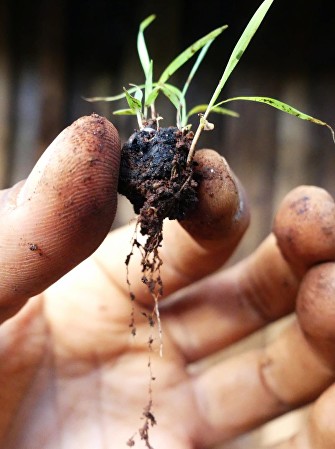 Seedballs, biluțe cu semințe care pot supraviețui pe terenuri aride
