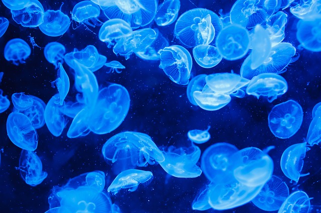 Oamenii de știință sfătuiesc europenii să mănânce meduze, pentru că sunt prea multe
