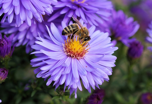 WWF România solicită protejarea insectelor polenizatoare