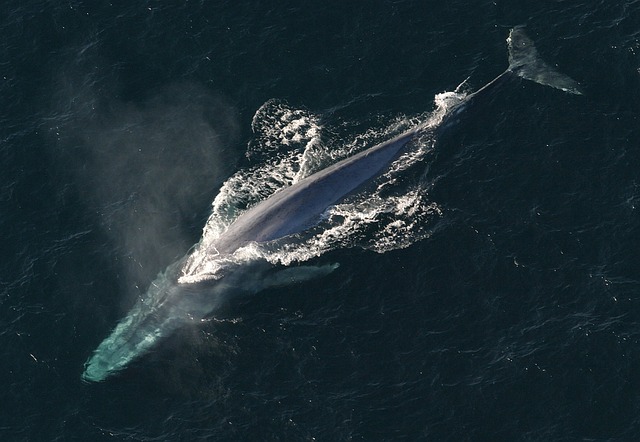 Japonezii au ucis 333 de balene, din care 122, gestante