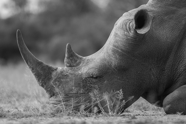 Au fost creați în laborator embrioni hibrizi de rinocer alb, o specie aproape extinctă