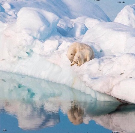 Val de critici negative după ce un membru al unui vas de croazieră a ucis un urs polar