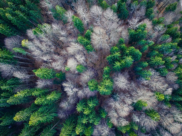 Ministerul Apelor și Pădurilor își va cumpăra o dronă pentru monitorizarea fondului forestier