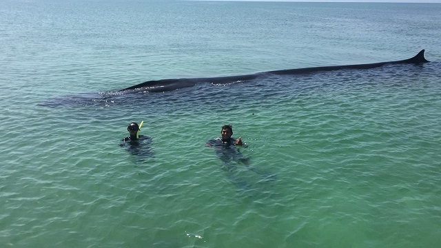 O balenă dintr-o specie amenințată cu dispariția, salvată după ce eșuase la mal
