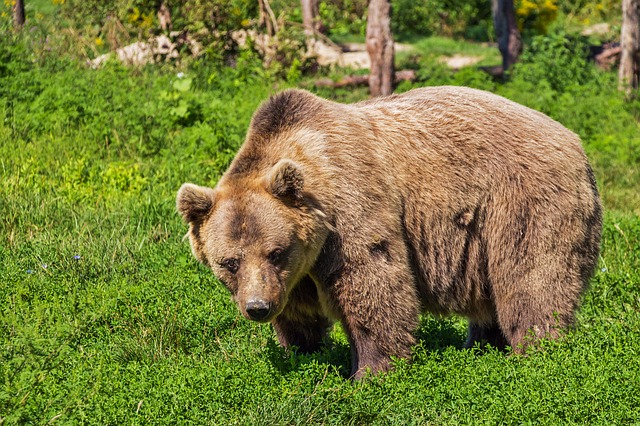 Autoritățile din Sibiu iau în calcul să monteze garduri electrice pentru a împiedica urșii să intre pe autostradă
