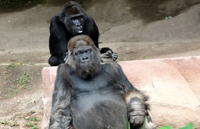 Una dintre cele mai bătrâne gorile din grădinile zoologice din Europa a fost eutanasiată