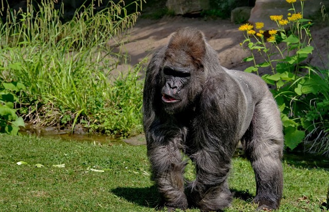 Una dintre cele mai bătrâne gorile din grădinile zoologice din Europa a fost eutanasiată