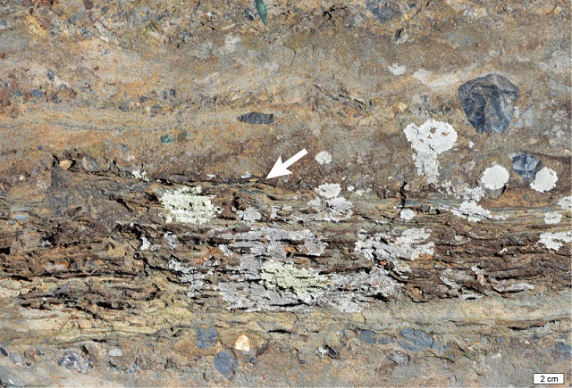 A fost găsită cea mai veche dovadă a vieții pe uscat, de acum 3,22 miliarde de ani