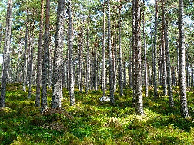 Solurile pădurilor din emisfera nordică absorb cu 77% mai puțin metan decât acum trei decenii