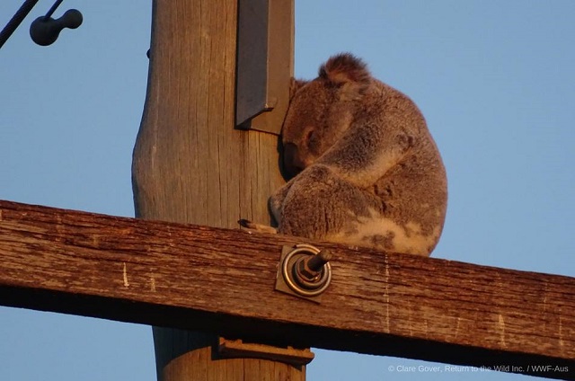 Koala ar putea dispărea dintr-un stat australian din cauza defrișărilor