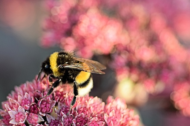 Peste un milion de cetățeni cer Comisiei Europene să intervină pentru salvarea albinelor