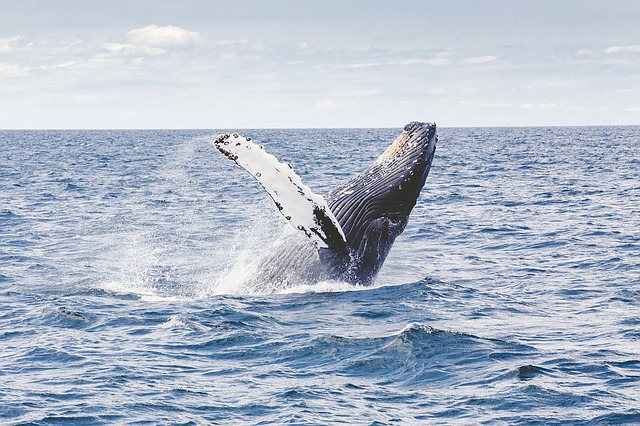 Japonia nu a reușit să ridice interdicția globală privind vânătoarea comercială de balene