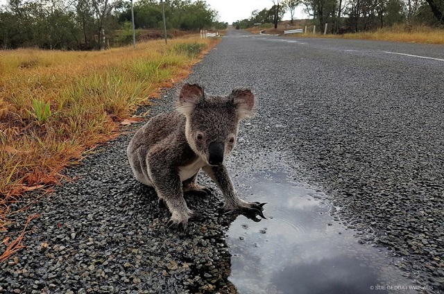 Koala ar putea dispărea dintr-un stat australian din cauza defrișărilor