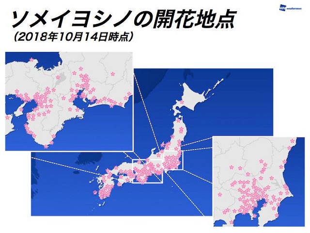 Cireșii din Japonia au înflorit deja din cauza taifunurilor și a temperaturilor ridicate