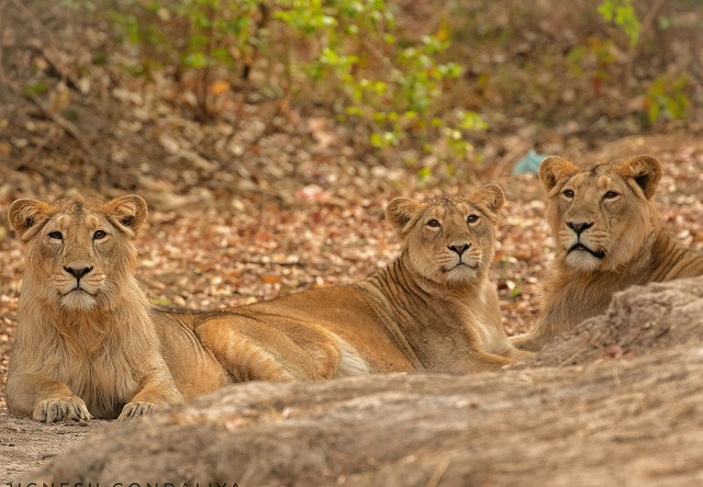 India. 23 de lei dintr-un parc național au murit în doar trei săptămâni