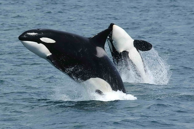 Un trib din Washington hrănește balenele ucigașe cu somon, ca să le salveze