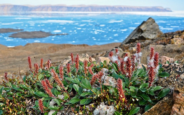 Plantele din zona Arctică ar putea crește de două ori mai înalte până la sfârșitul secolului, contribuind la încălzirea globală